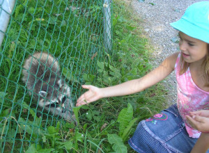 Plättli Zoo Plättli Zoo